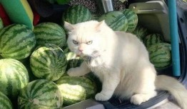 喵 吃瓜,喵星人與瓜界的奇妙邂逅