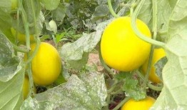 石家莊幼師吃瓜,石家莊幼師吃瓜事件背后的真相揭秘