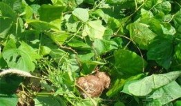 夢見自己吃生土瓜,揭秘生土瓜的神秘寓意