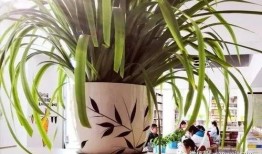 浙岱吃瓜,浙岱地區特色美食“吃瓜”文化探秘