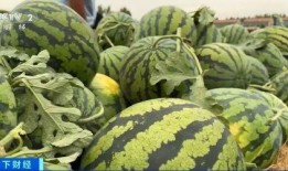 吃瓜直擊,揭秘娛樂圈幕后真相