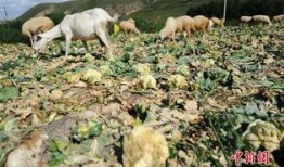 農村吃蜜瓜喂羊,蜜瓜喂羊，共享豐收喜悅