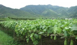 吃瓜少年佛系,笑看風云，悠然自得