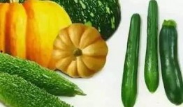 吃瓜季昕,探尋昕昕的瓜界傳奇