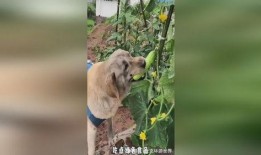 狗吃秋瓜嗎,揭秘狗狗是否可以吃秋瓜