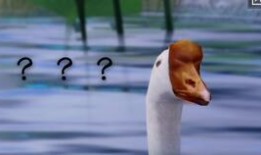 夢(mèng)如吃瓜,揭秘娛樂(lè)圈的甜蜜與苦澀