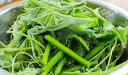 楊瓜尖怎么吃最好,楊瓜尖的多樣美味食用指南