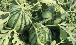 瓜哥帶你吃視頻,視頻內容精彩回顧