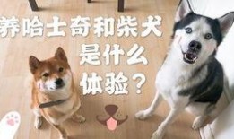 柯基吃瓜干,柯基萌寵大秀吃瓜干風采