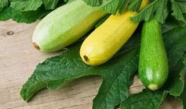 痛風(fēng)可以吃翠玉瓜嗎,翠玉瓜助力健康飲食