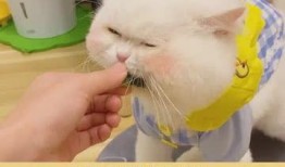 開始按頭了吃瓜,揭秘網絡熱詞背后的趣味與思考