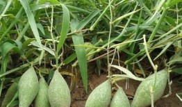 吃角瓜會有泡沫尿嗎嗎,吃角瓜后泡沫尿現象揭秘