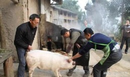 殺豬吃瓜,揭秘農村生活的酸甜苦辣