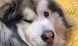 柯基吃瓜干,柯基萌寵大秀吃瓜干風采