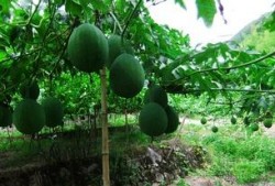 吊瓜煮著吃,探尋鄉村美食的獨特魅力