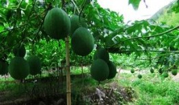 吊瓜煮著吃,探尋鄉(xiāng)村美食的獨特魅力