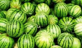 西瓜比賽吃瓜技巧