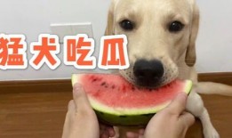 皮哈瓜怎么吃,解鎖美味新體驗