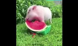 騎小豬吃瓜,趣味橫生的田園生活體驗