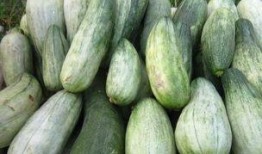 吃酥瓜胖嗎,吃酥瓜真的會胖嗎？