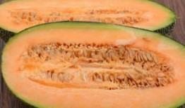 石頭人吃哈密瓜,邂逅哈密瓜的甜蜜之旅