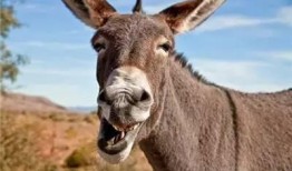 驢哥吃瓜德魯伊,揭秘德魯伊的神秘面紗