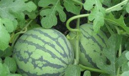 瓜尖孕婦可以吃嗎,安全與營(yíng)養(yǎng)兩不誤