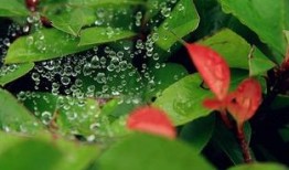 小暑吃五瓜,夏日消暑五瓜盛宴