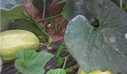 彌河銀瓜適合什么人吃,營養(yǎng)美味，適合全家老少共享的佳品