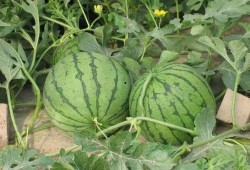 臨海吃瓜后續事件,后續風波再起，真相逐漸浮出水面