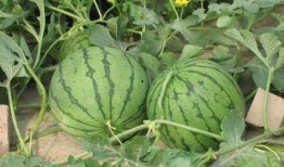 臨海吃瓜后續(xù)事件,后續(xù)風(fēng)波再起，真相逐漸浮出水面