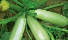 茭瓜單獨怎么吃