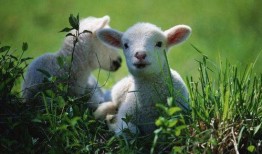 小羊51吃瓜,吃瓜群眾的歡樂盛宴