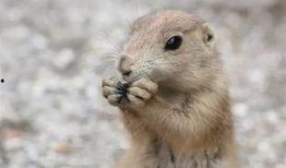 樹下吃瓜土撥鼠圖片搞笑,土撥鼠搞笑吃瓜瞬間