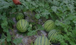 山西介休吃瓜事件視頻,一場網(wǎng)絡(luò)熱議的真相追蹤