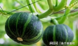 胃吐了可以吃貝貝瓜