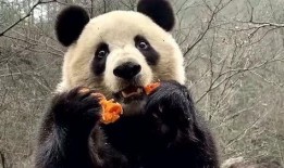 熊貓頭吃瓜看戲,揭秘娛樂圈幕后風云