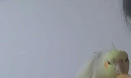 小黃雞 吃瓜,揭秘瓜界趣聞