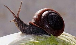 帶你吃瓜野生蝸牛視頻,帶你吃瓜體驗獨特風(fēng)味