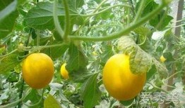 吃伊麗莎白瓜嘴巴發麻,小心嘴巴發麻的奇妙體驗