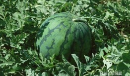 懷孕吃小瓜能吃,小瓜的營養益處與食用建議