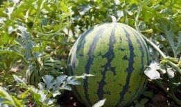 江南新城揭陽(yáng)吃瓜,探尋美食瓜子的風(fēng)味之旅