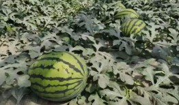 壽光未來(lái)城天臺(tái)吃瓜