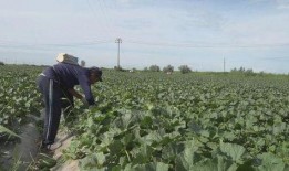 阿勒泰吃瓜視頻最新