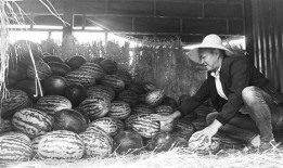 沂南吃瓜群眾,揭秘當?shù)鬲毺仫嬍澄幕?></a></li>
			  				<li><a href=