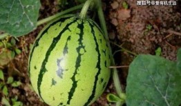 地里的瓜可以吃的