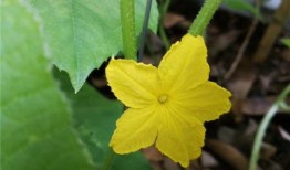 賞花吃瓜種植方法,瓜果花卉種植指南