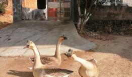 吃瓜鵝新鮮速遞,揭秘娛樂圈最新熱點(diǎn)事件