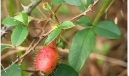 小金子吃瓜,揭秘娛樂圈幕后故事