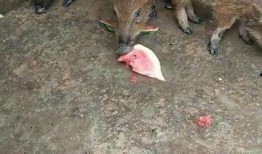 騎著豬吃瓜,一場奇妙的騎豬食瓜之旅